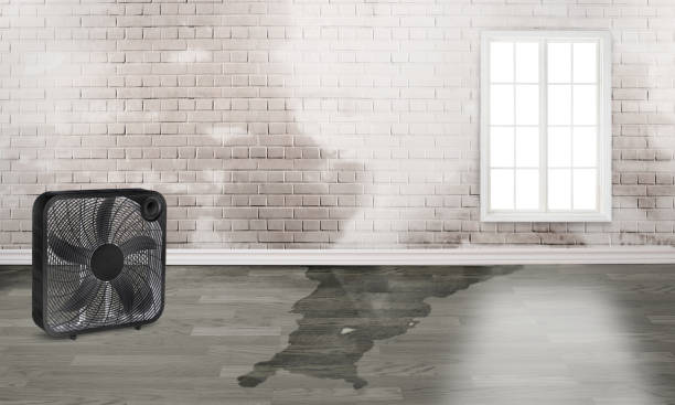 Best Water damage restoration near me  in Bardmoor, FL